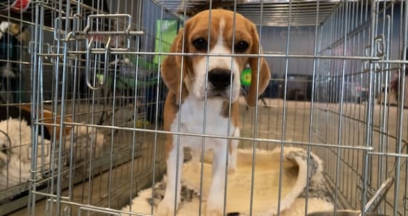 US & UK Gov: End Beagle Factory Farming