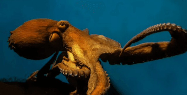 EU: close loophole and ban octopus farms